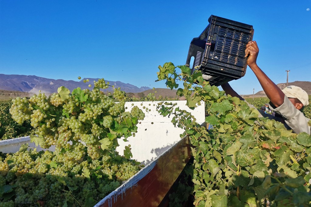 A vineyard worker lifting a crate filled with grapes against a clear blue sky, with mountains in the background.