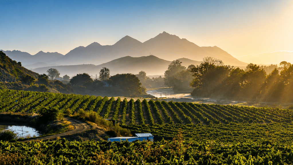 A scenic view of vineyards stretching across a landscape with rolling hills and mountains in the background, illuminated by the warm light of dawn.