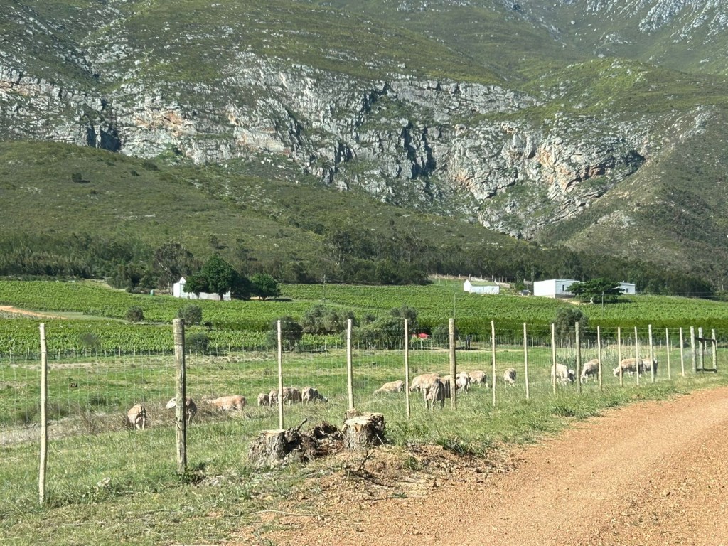 A rural scene featuring a gravel road lined with fences, where sheep graze on lush green grass, with vineyards and a mountainous backdrop in the distance.